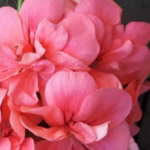 Hängpelargon rosa apricos dubbel – OROTAD