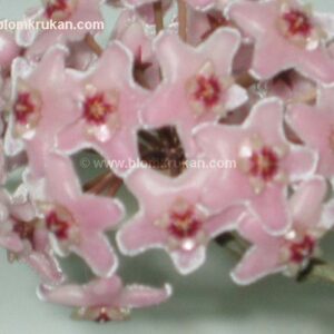 Hoya Cv Minibelle Porslinsblomma OROTAD