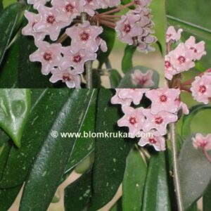 Hoya Cv Minibelle  Porslinsblomma rotad stickling