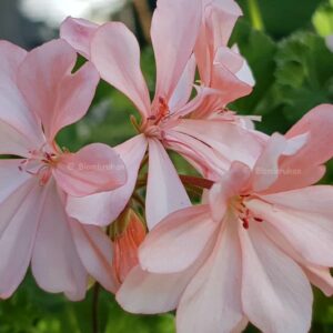 Pelargoner nyrotade i dag! 23/3