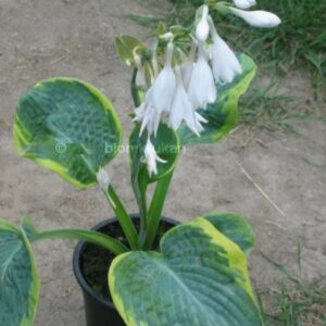 HOSTA Funkia – Frances Williams –  – äldre frö 5frö