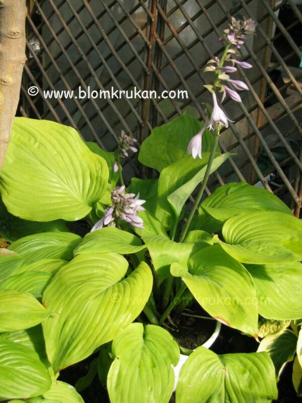 Hosta - Funkia Brokbladig Höjd 40