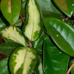 Hoya Carnosa tricolor Porslinsblomma – Rotad