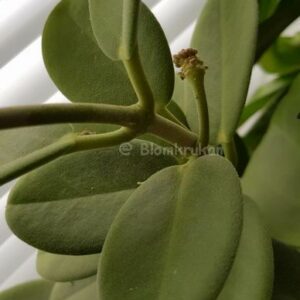 Hoya cumingiana Porslinsblomma Orotad