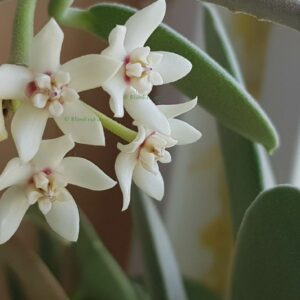 Hoya australis ssp Porslinsblomma – Rotad