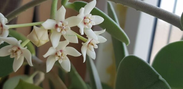 Hoya australis ssp Porslinsblomma - Rotad