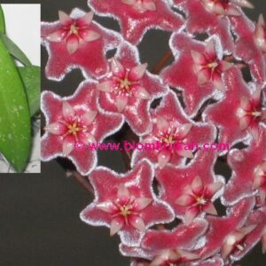 Hoya pubicalyx Pink Rivekii Porslinsblomma OROTAD