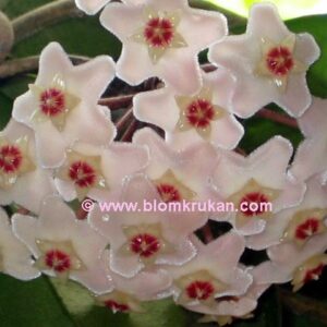 Hoya Carnosa R BROWN Porslinsblomma – Orotad stickling