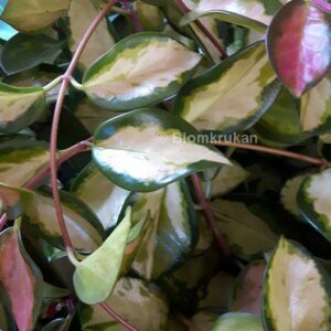 Hoya Tricolor OROTAD