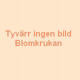 Stjärnflocka STAR OF SUMMER frö – äldre frö 3 frö