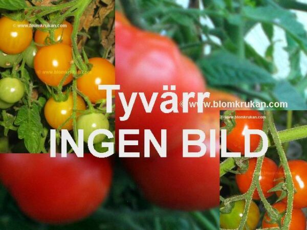 Tomat Marmandino Bifftyp