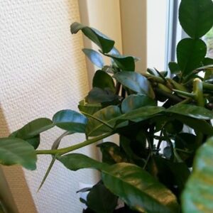 Kaffirlime Orotad stickling