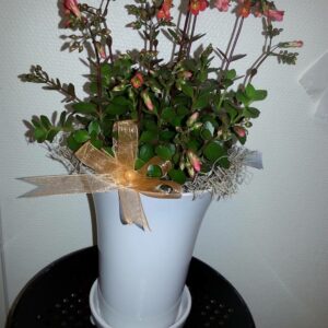 Kalanchoe manginii – lättskött OROTAD