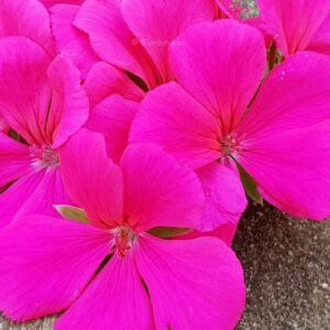 Kärlekspelargon Rosa Calliope pink – OROTAD ÅP 2016