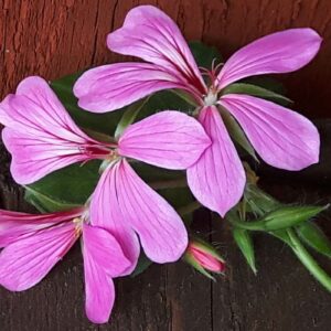 Cascade Balcon Lilac – Hängpelargon OROTAD