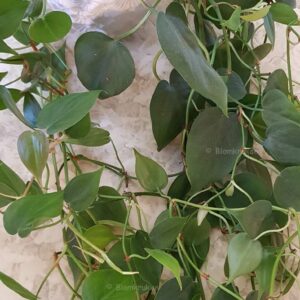 Klätterkalla Philodendron hederaceum rötter på stickling se bild