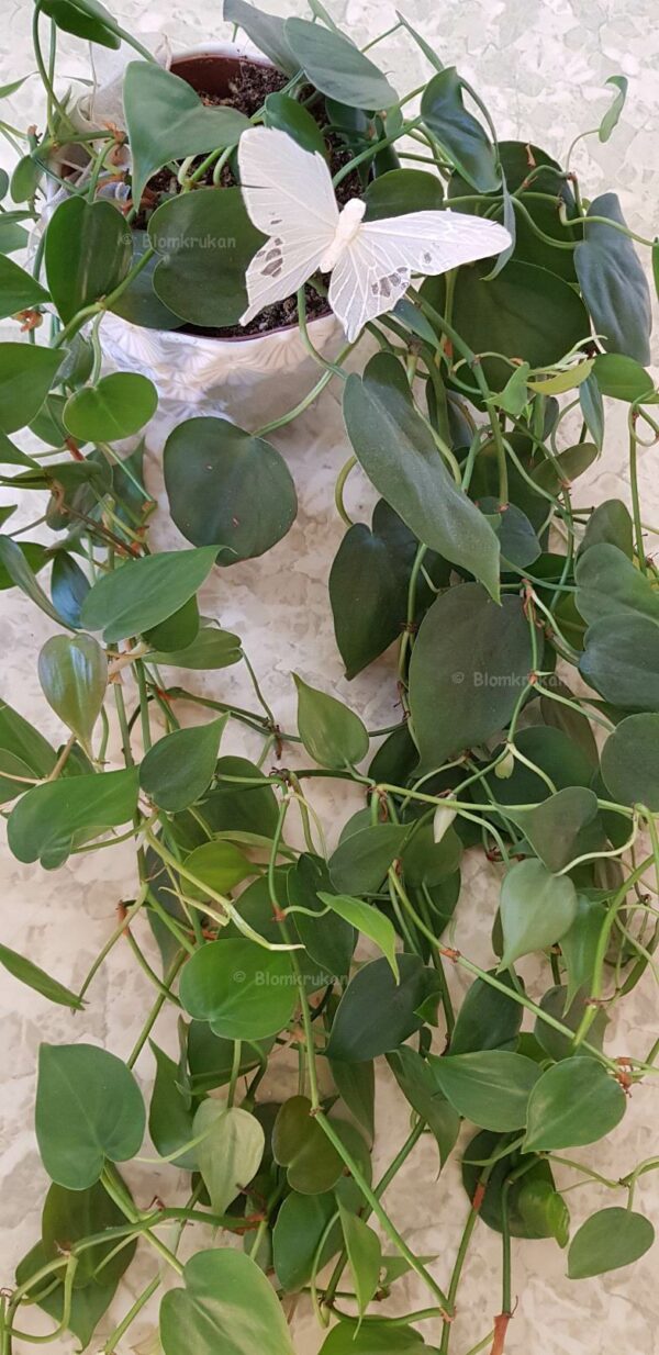 Klätterkalla Philodendron hederaceum rötter på stickling se bild