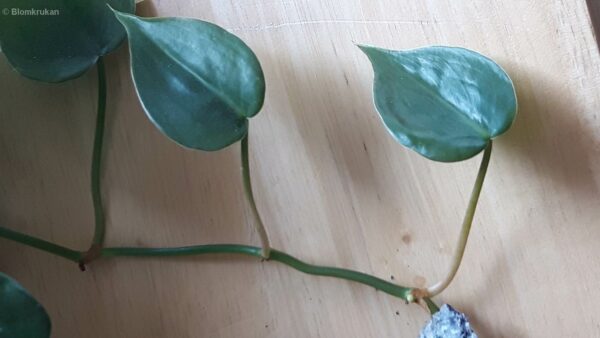 Klätterkalla Philodendron hederaceum rötter på stickling se bild - Bild 3