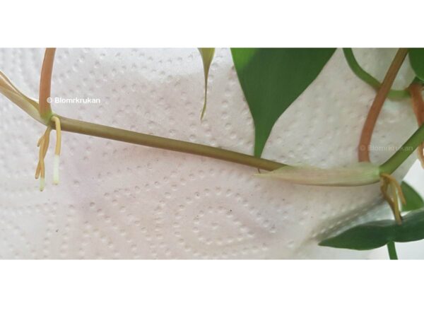 Klätterkalla Philodendron hederaceum rötter på stickling se bild - Bild 4
