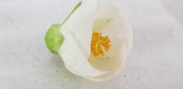 Blomsterlönn Klockmalva Abutilon Vit - OROTAD topp el stamstickling - Bild 2