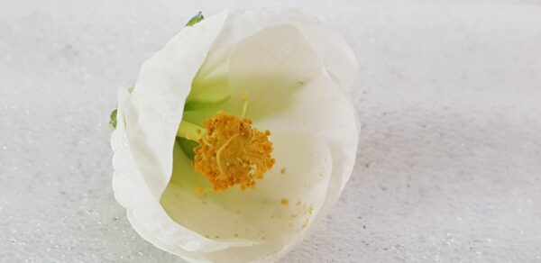 Blomsterlönn Klockmalva Abutilon Vit - OROTAD topp el stamstickling - Bild 3
