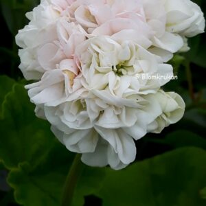Kronprinsessan Mary / Vit rosenknopp / Vit rosen – Rosenknopp ROTAD