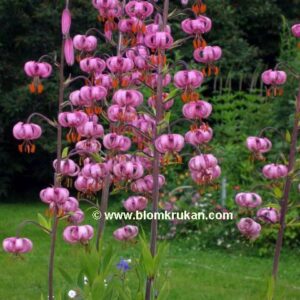 Krollilja rosa lök-fjäll Sensommarleverans 2 lökfjäll