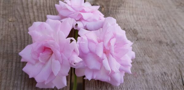 Lady Gertrude ros blommor - ROTAD äldre - Bild 7