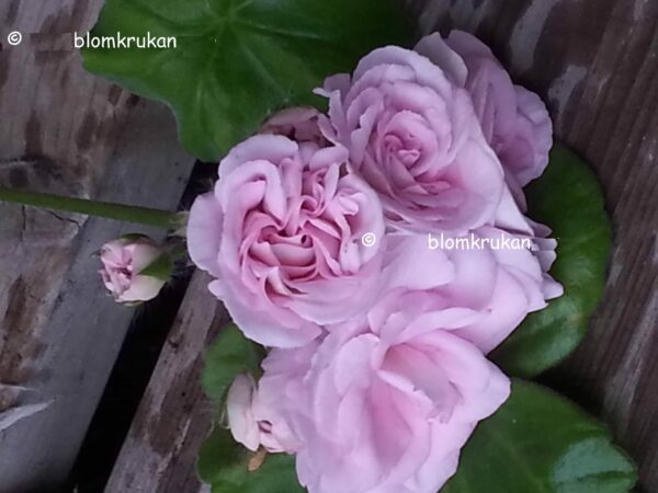 Lady Gertrude ros blommor - ROTAD äldre - Bild 4