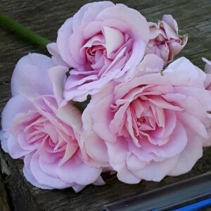 Lady Gertrude rosliknande blommor – OROTAD stamstickling