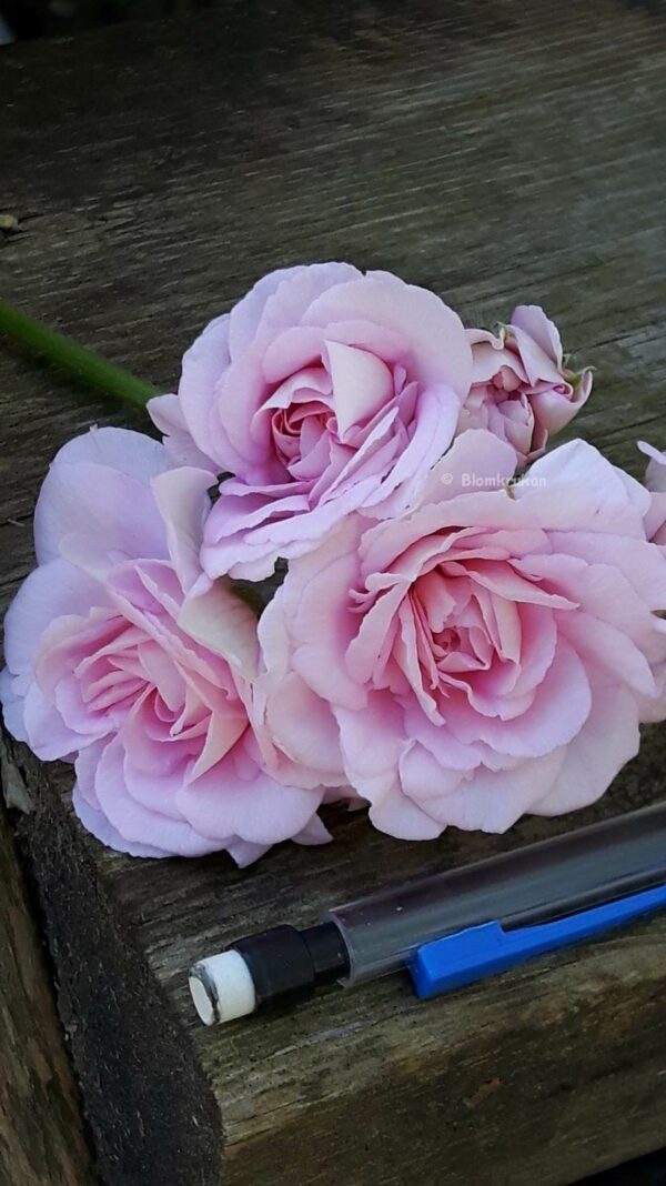 Lady Gertrude ros blommor - ROTAD äldre