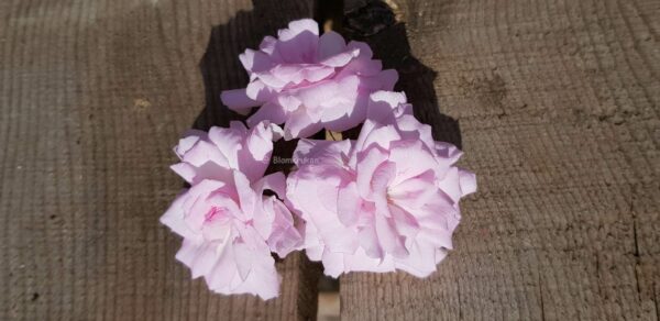 Lady Gertrude ros blommor - ROTAD äldre - Bild 9