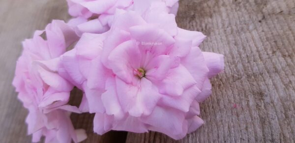 Lady Gertrude ros blommor - ROTAD äldre - Bild 8