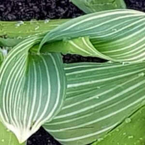 Liljekonvalj med randiga blad – planta – vårförsäljning