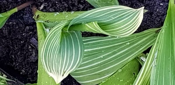 Liljekonvalj med randiga blad - planta - vårförsäljning