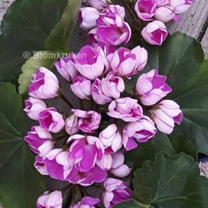 Linnea Andrea Tulpanblommande – ROTAD – syn Prinsesse Linnea