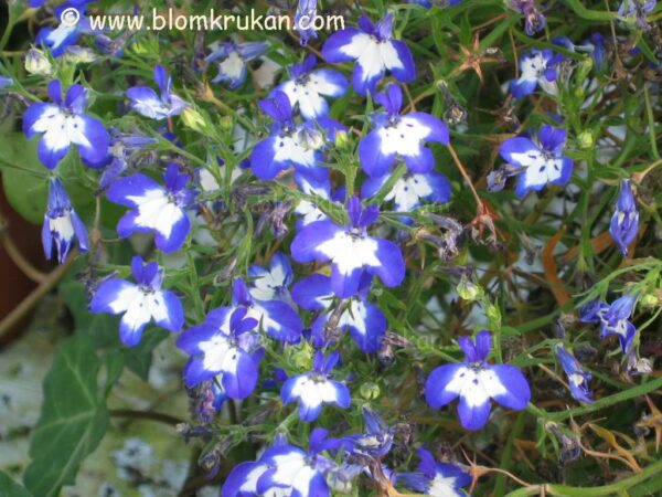 Lobelia Blå-vit Superstar häng frö äldre frö nypa frön 10-20 st