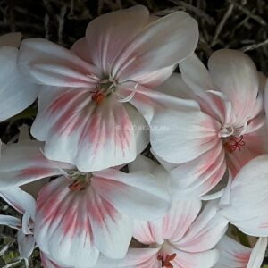 Lovely WERA Zonartic OROTAD