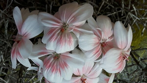 Lovely WERA Zonartic OROTAD