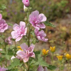 Malva Rosa frö – äldre frön – perenn sort  – äldre frö 5frö