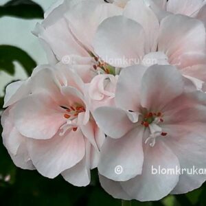 Mårbacka rosa Gammal sort! – OROTAD
