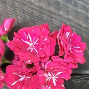 Monseruds Rosen/blomman – Glåmedal rosen ROTAD
