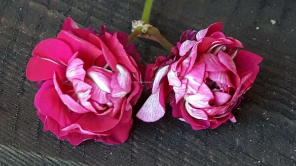 Monseruds Rosen Monserudsblomman Glåmedal rosen - OROTAD topp el stamstickling - Bild 3