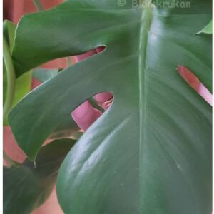 Monstera deliciosa – stickling med rot/luftrot