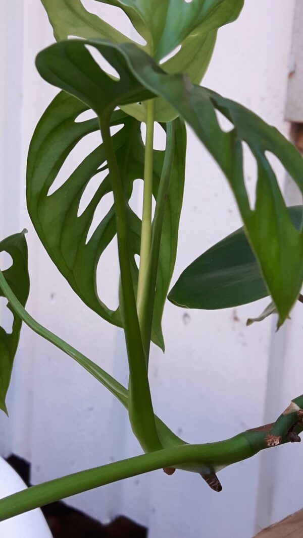 Monstera adansonii Monkeymask - orotad