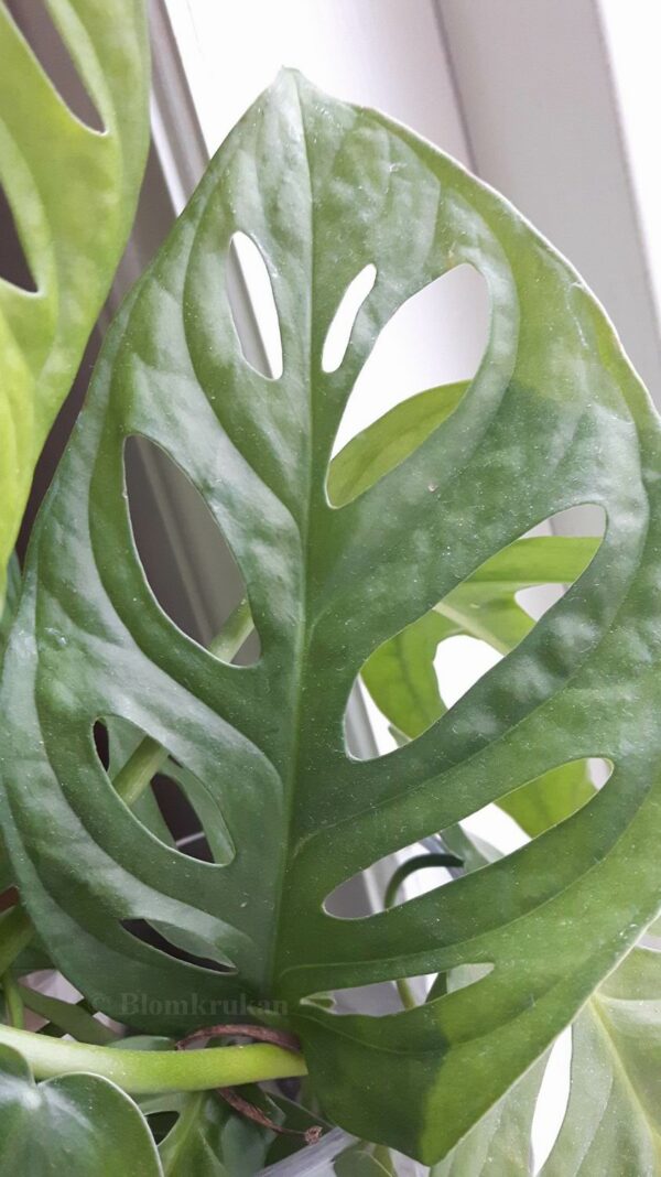 Monstera adansonii Monkeymask - orotad - Bild 5