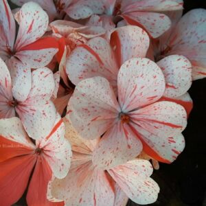 Blomkrukans Morya röd från Lappland OROTAD