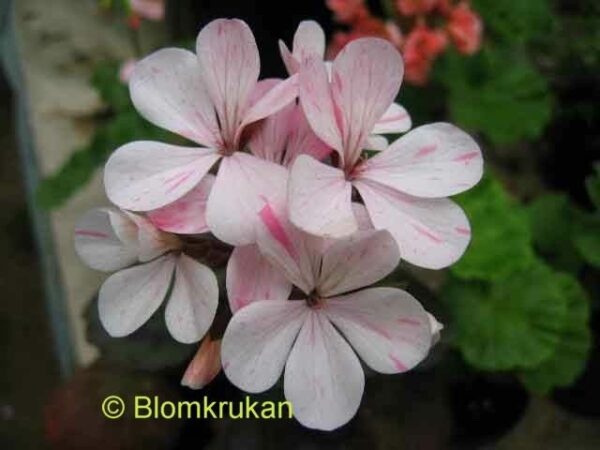 Blomkrukan Morya Rosa från Lappland - Äggskal -1 frö pelargon FRÖ