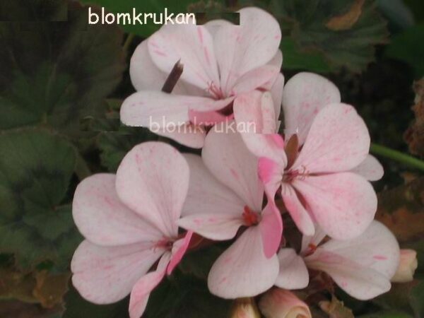 Blomkrukan Morya Rosa från Lappland - OROTAD topp el stamstickling - Bild 3