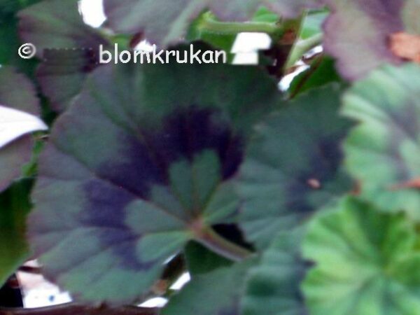 Blomkrukan Morya Rosa från Lappland - OROTAD topp el stamstickling - Bild 4